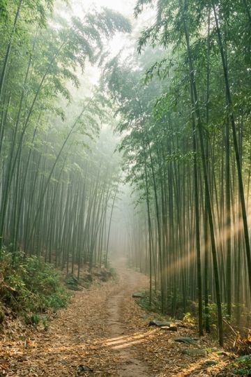 竹林飛渡